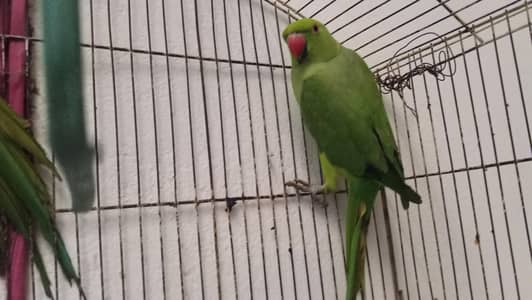pair ringneck parrots