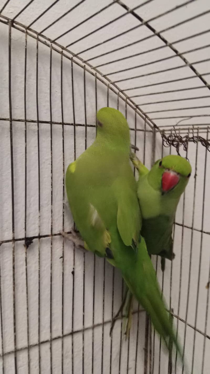 pair ringneck parrots 1