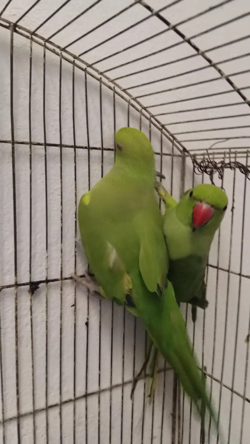 pair ringneck parrots — photo 2