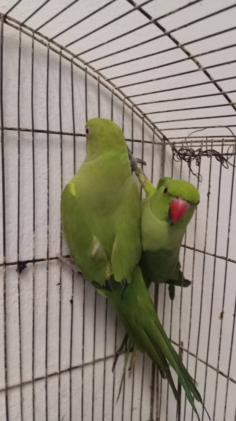 pair ringneck parrots 2