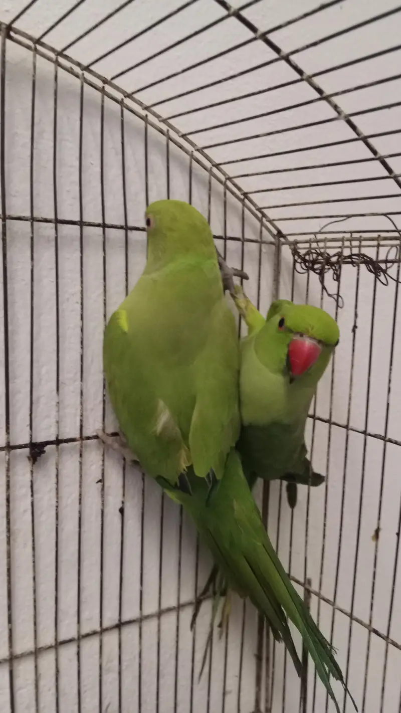 pair ringneck parrots — photo 3