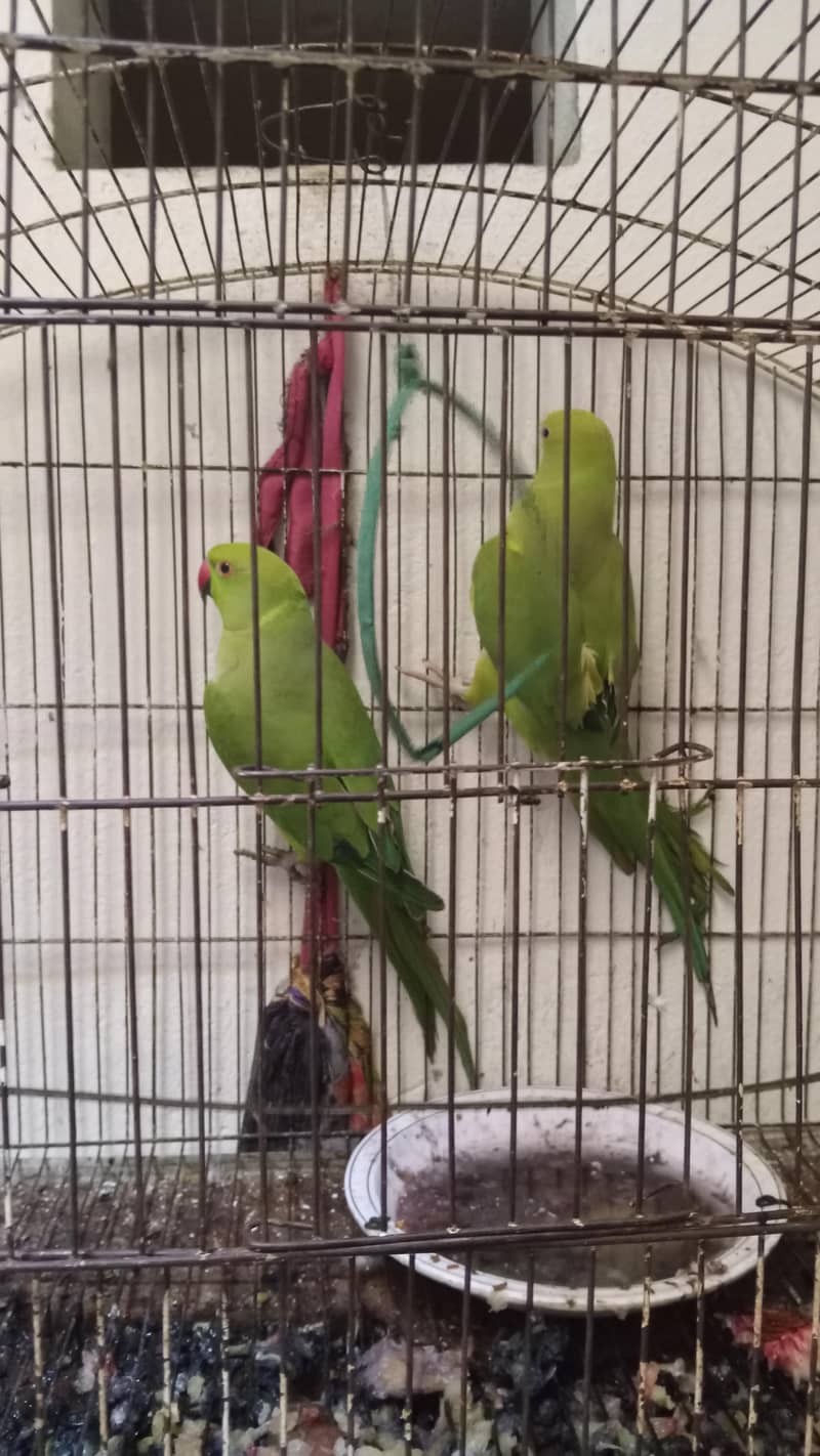 pair ringneck parrots 3