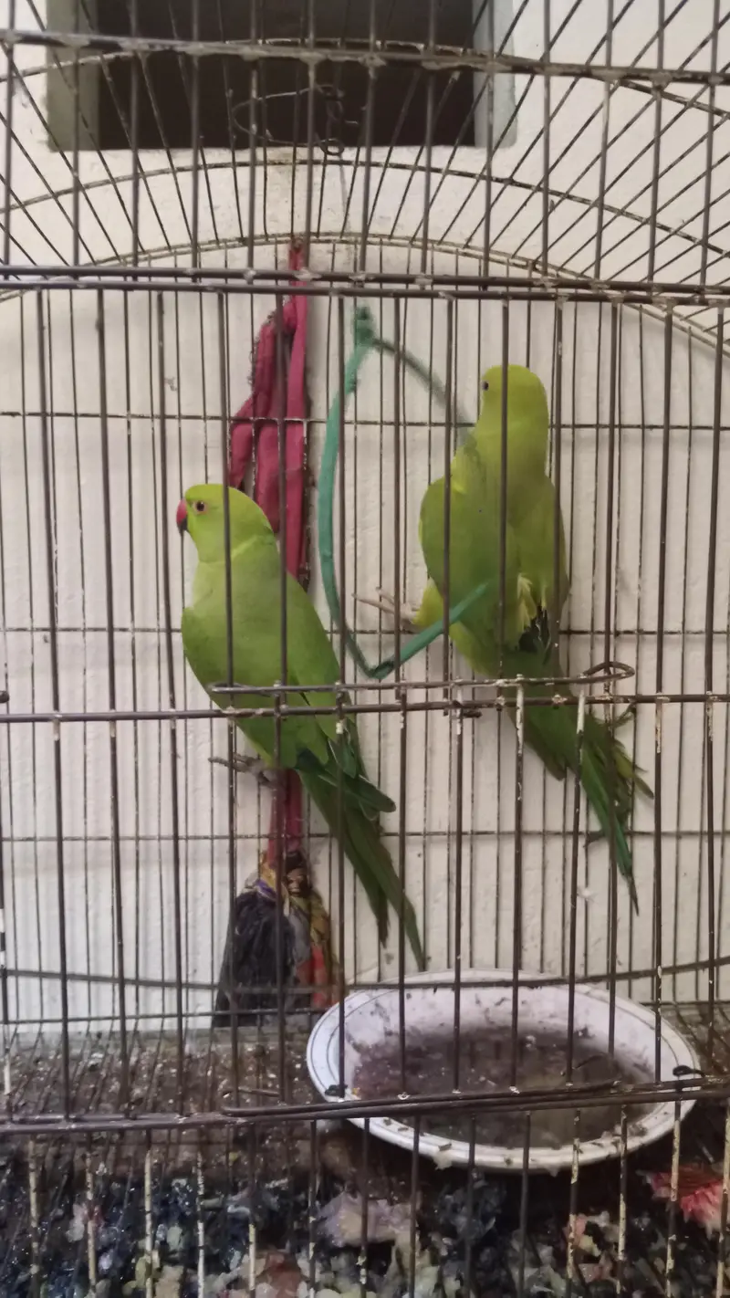 pair ringneck parrots — photo 4