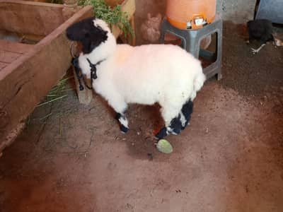 Sheep for sale in Karachi. . . .