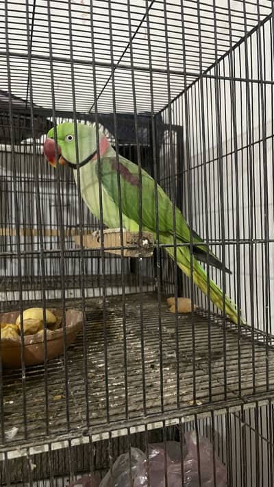 Raw Parrot