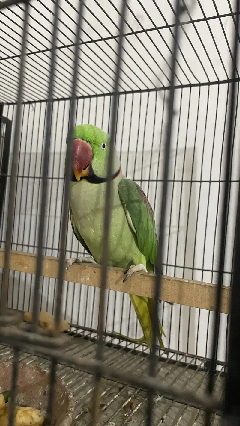 Raw Parrot — photo 2