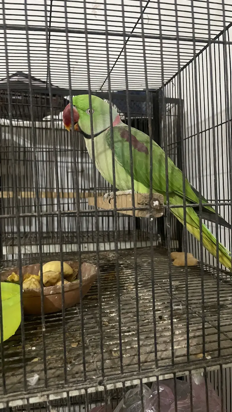 Raw Parrot — photo 3