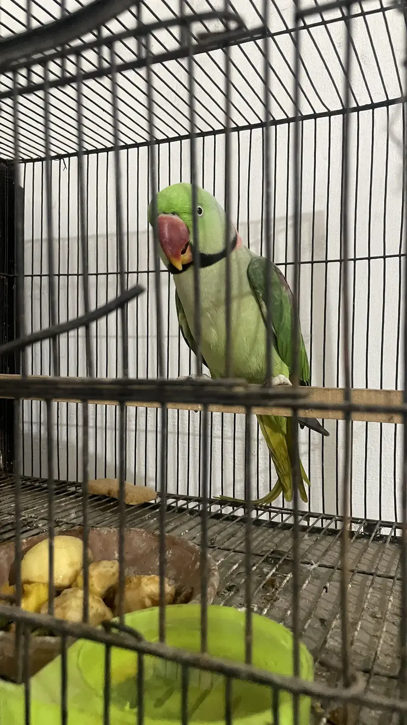 Raw Parrot — photo 4