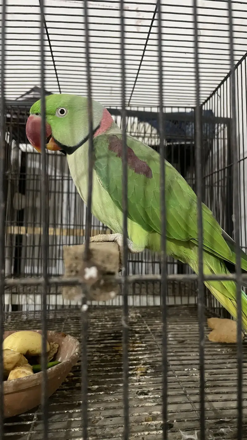 Raw Parrot — photo 5