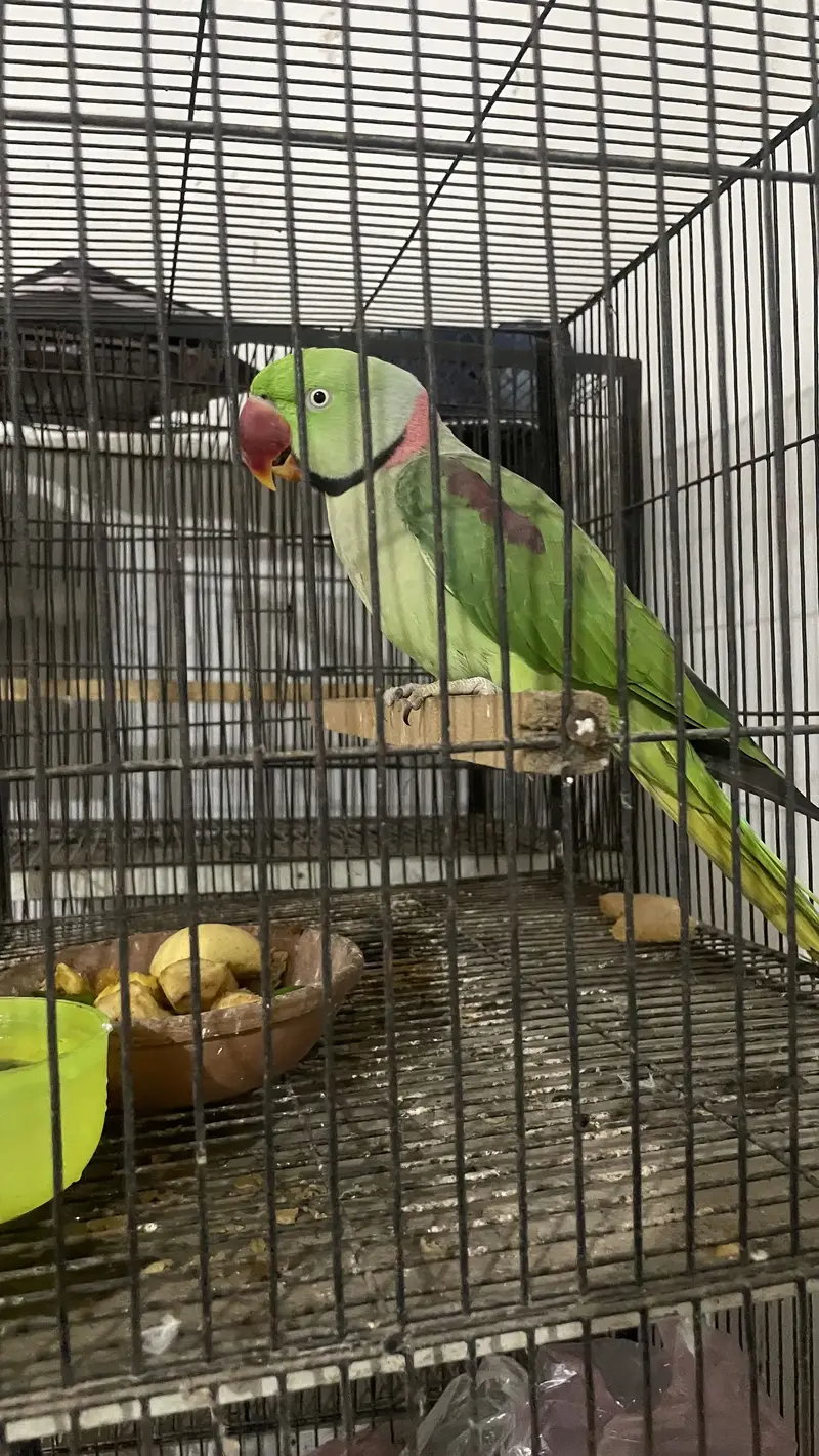 Raw Parrot — photo 6