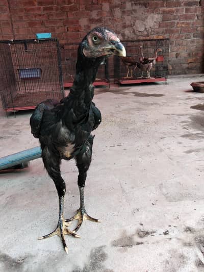 Aseel murgi or chicks