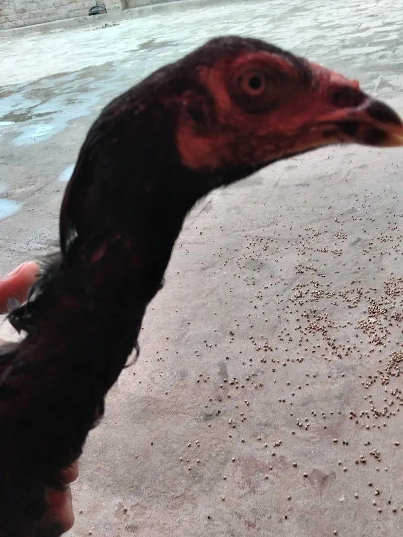 Aseel murgi or chicks — photo 2