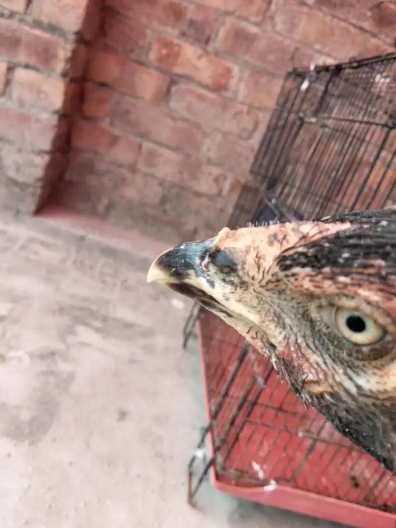 Aseel murgi or chicks — photo 3