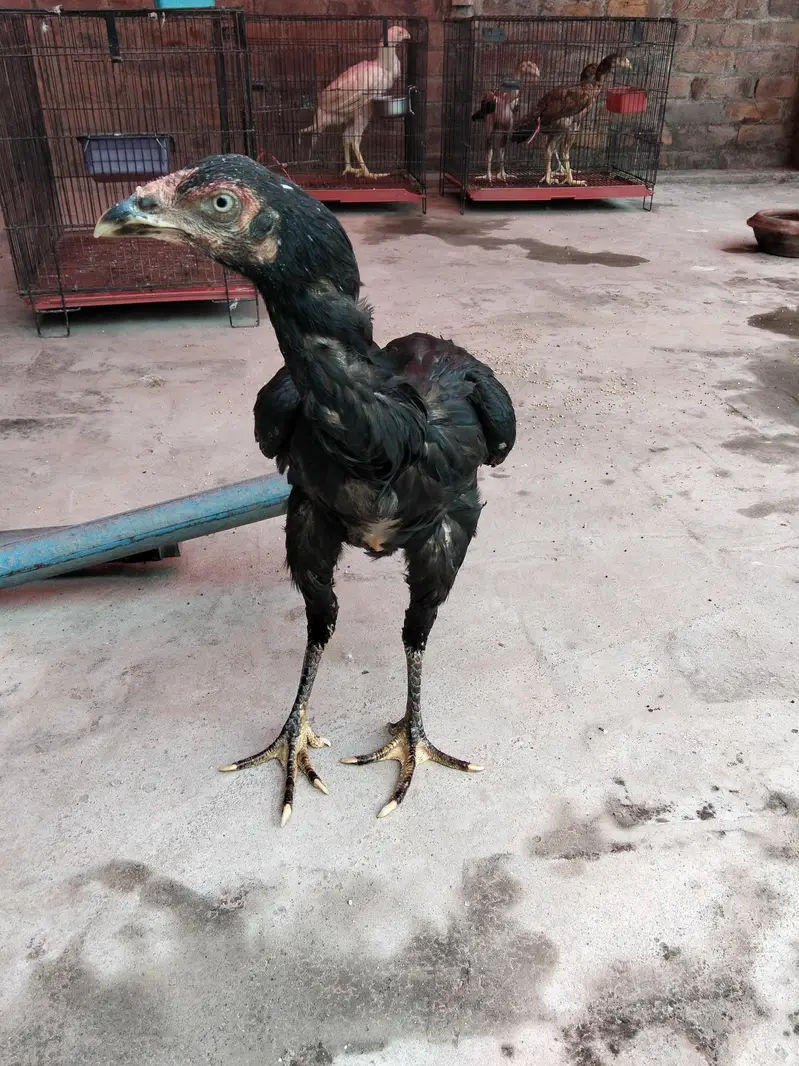 Aseel murgi or chicks — photo 4