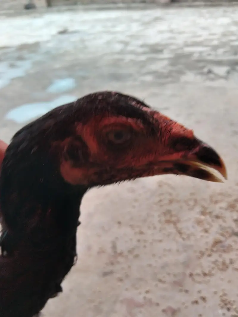 Aseel murgi or chicks — photo 5