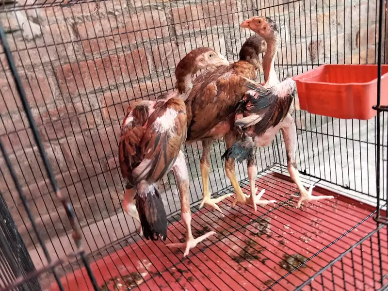 Aseel murgi or chicks — photo 6