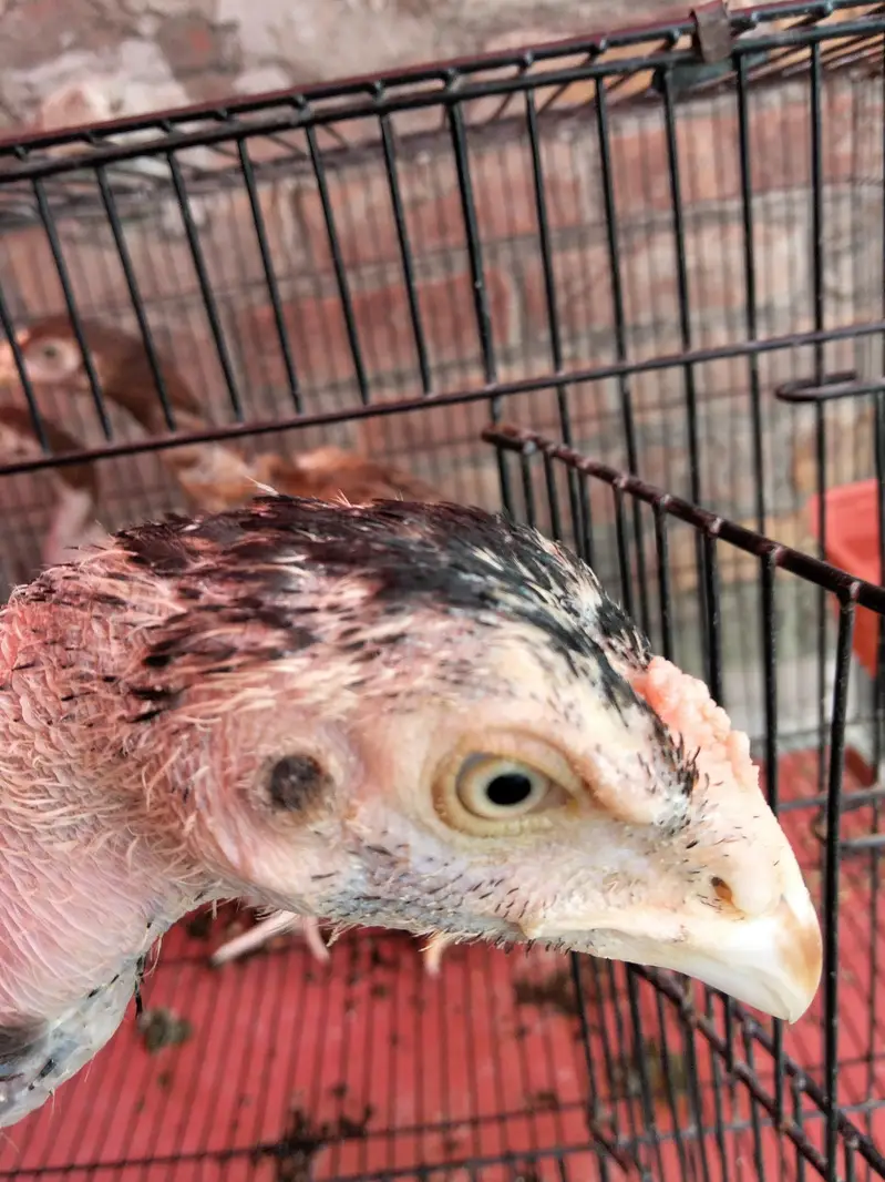 Aseel murgi or chicks — photo 7
