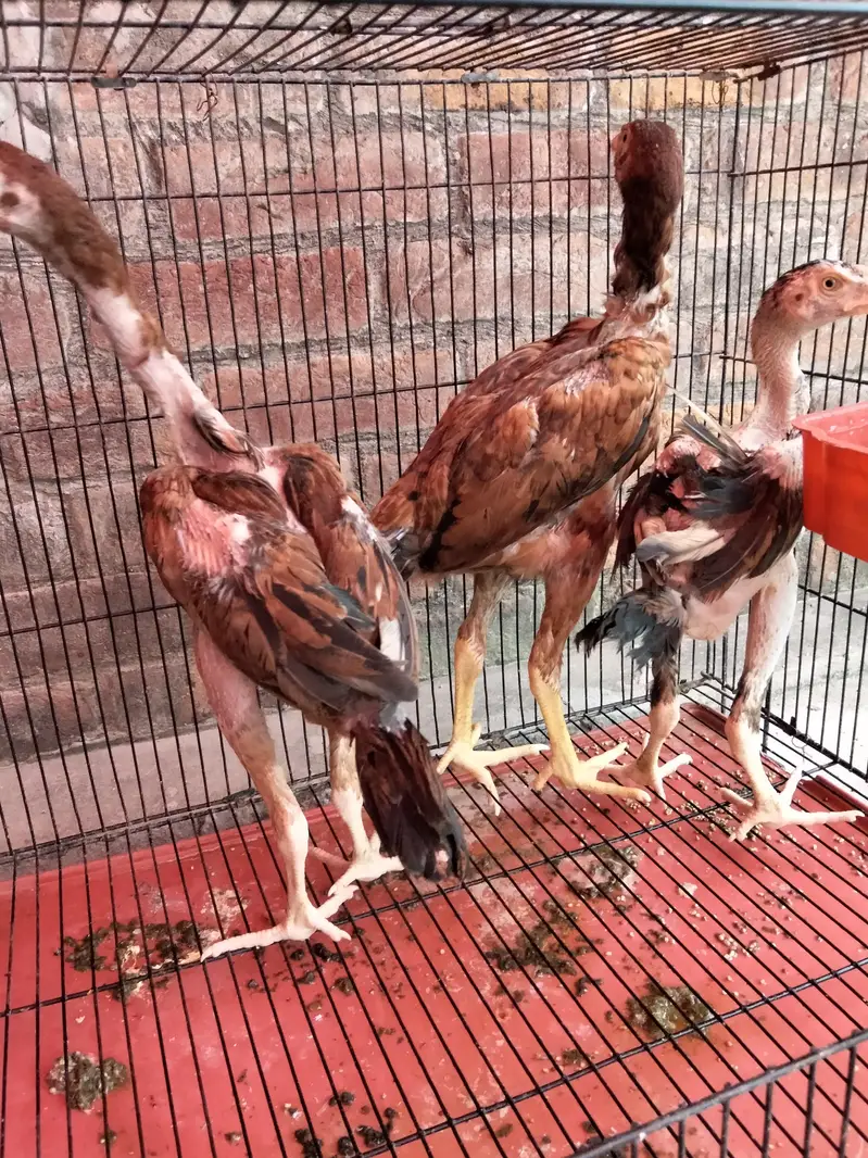 Aseel murgi or chicks — photo 8