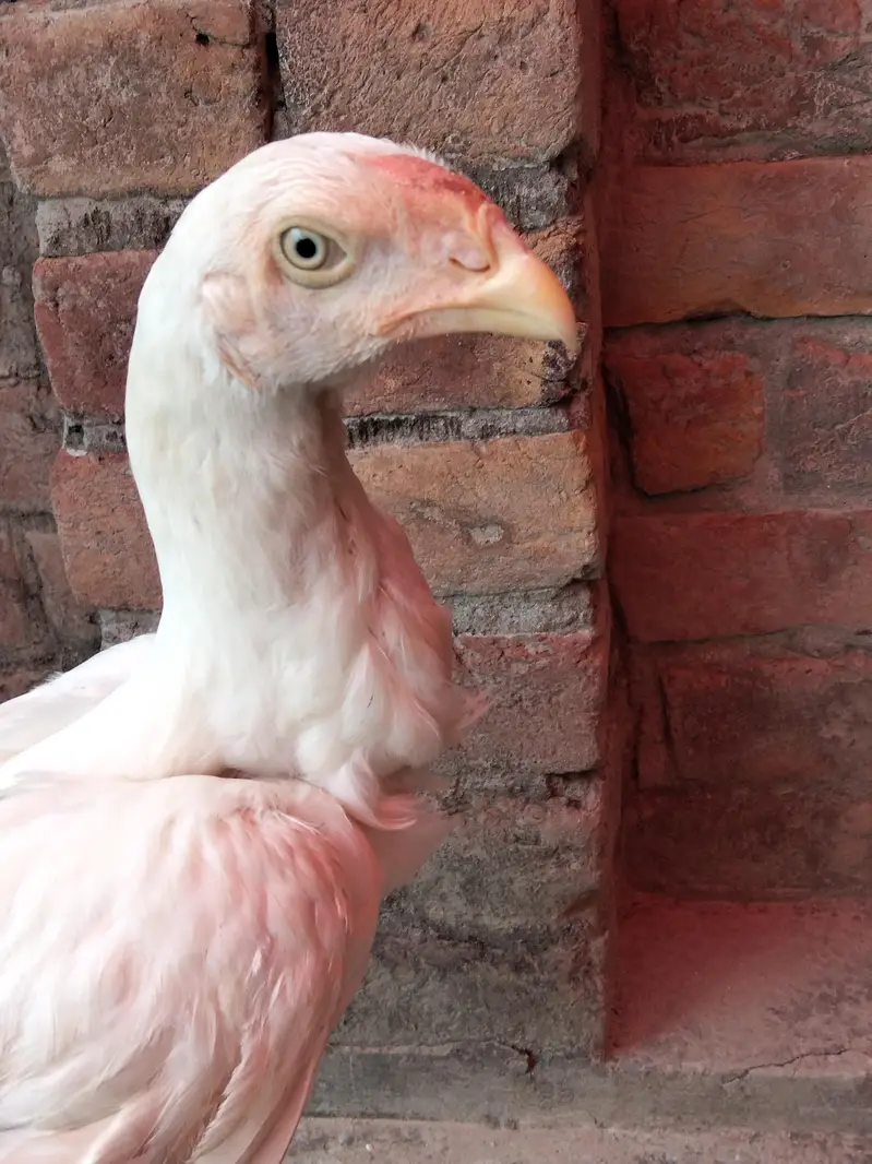 Aseel murgi or chicks — photo 9