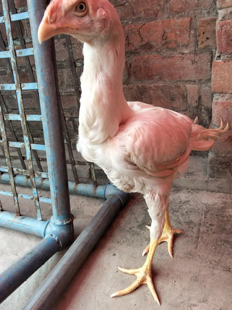 Aseel murgi or chicks — photo 10