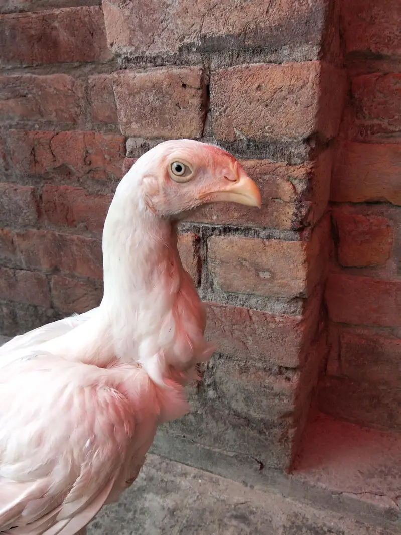 Aseel murgi or chicks — photo 11
