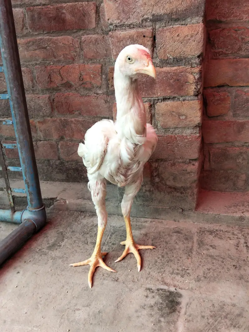 Aseel murgi or chicks — photo 12