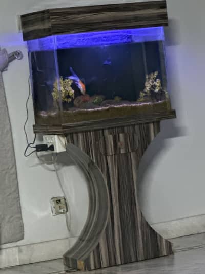 Fish Aquarium