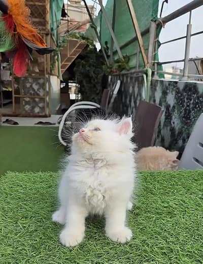 (Persian female kitten) (for sale all) (Pakistan delivery available)