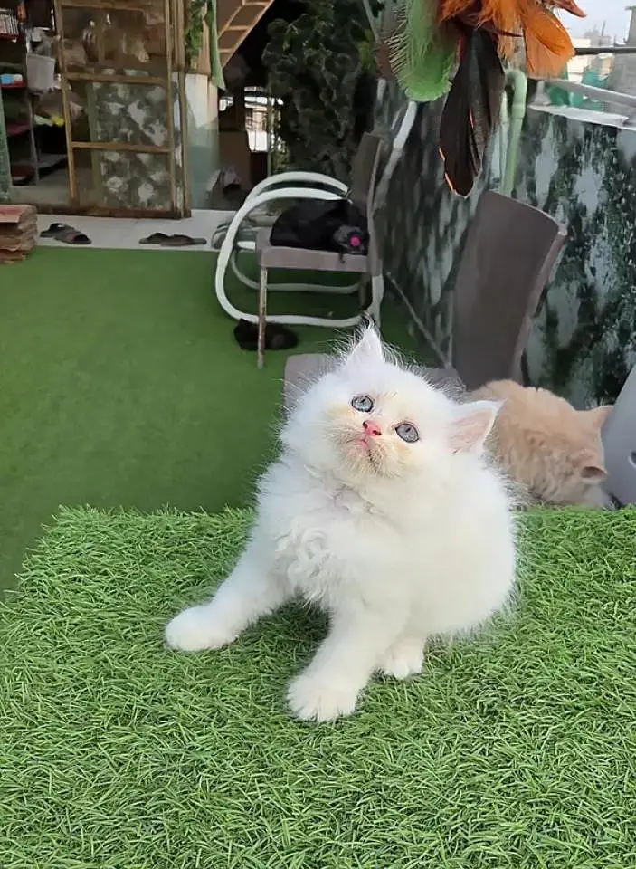 (Persian female kitten) (for sale all) (Pakistan delivery available) — photo 3