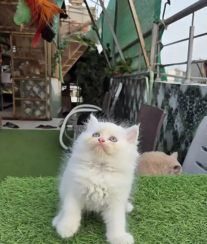 (Persian female kitten) (for sale all) (Pakistan delivery available) — photo 6