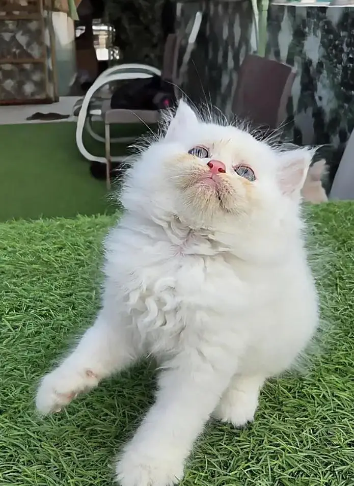 (Persian female kitten) (for sale all) (Pakistan delivery available) — photo 10
