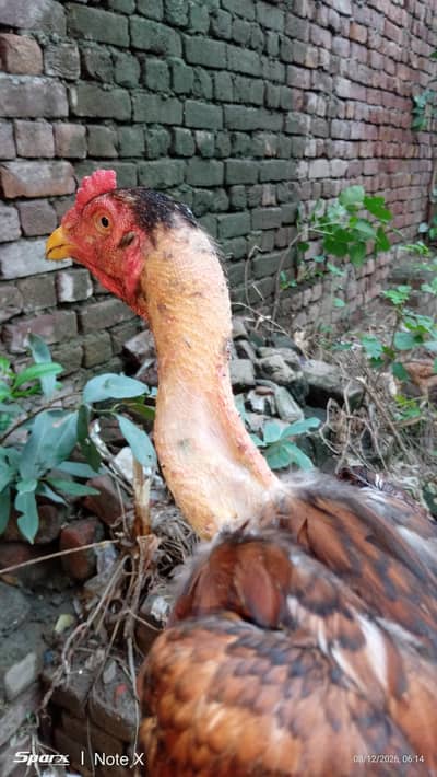 2 aseel birds for sale