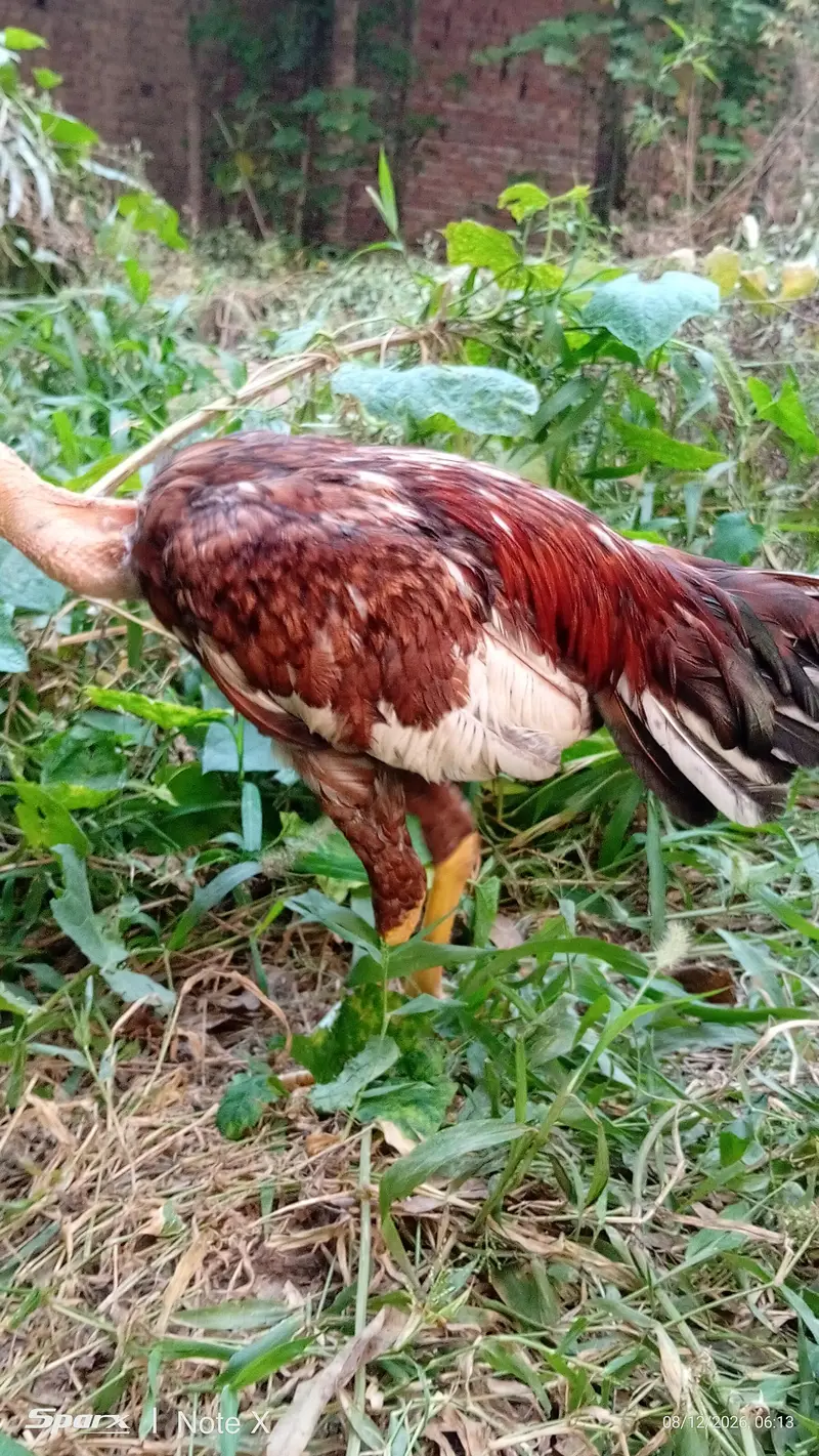 2 aseel birds for sale — photo 2