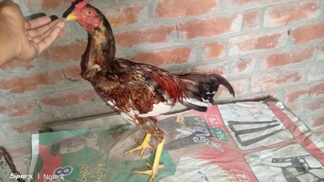 2 aseel birds for sale — photo 3