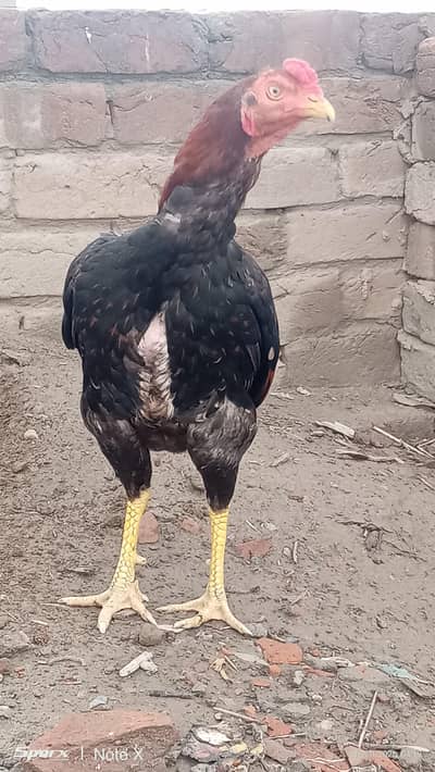 2 aseel birds for sale