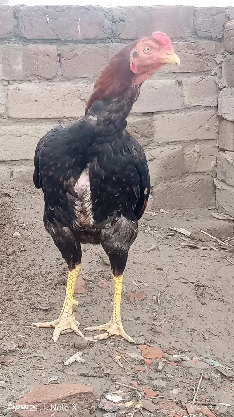 2 aseel birds for sale — photo 4