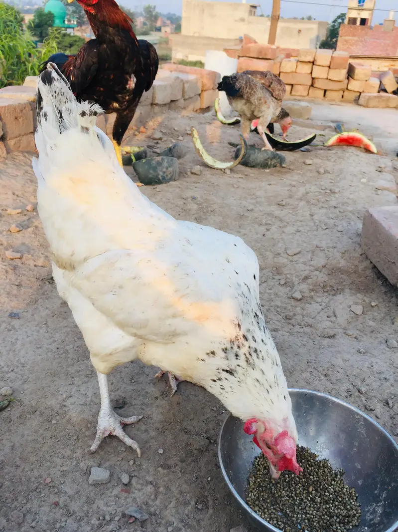 2 aseel birds for sale — photo 5