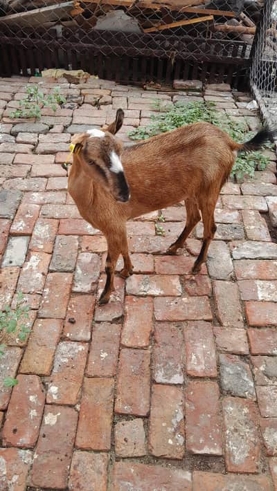 goat / bakri / teddy bakri / Burberry teddy bakri