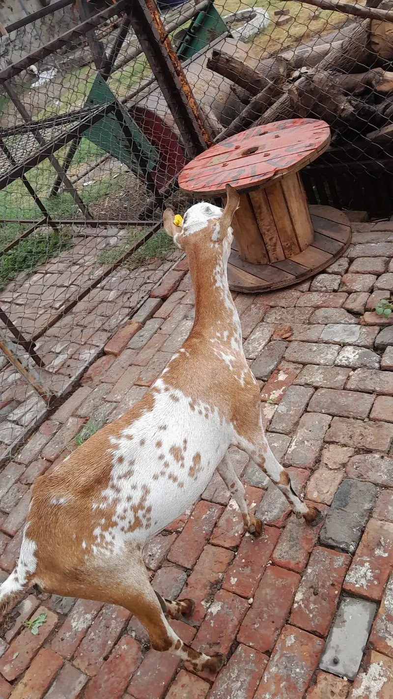 goat / bakri / teddy bakri / Burberry teddy bakri — photo 2