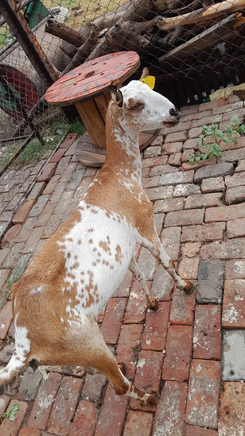 goat / bakri / teddy bakri / Burberry teddy bakri — photo 3