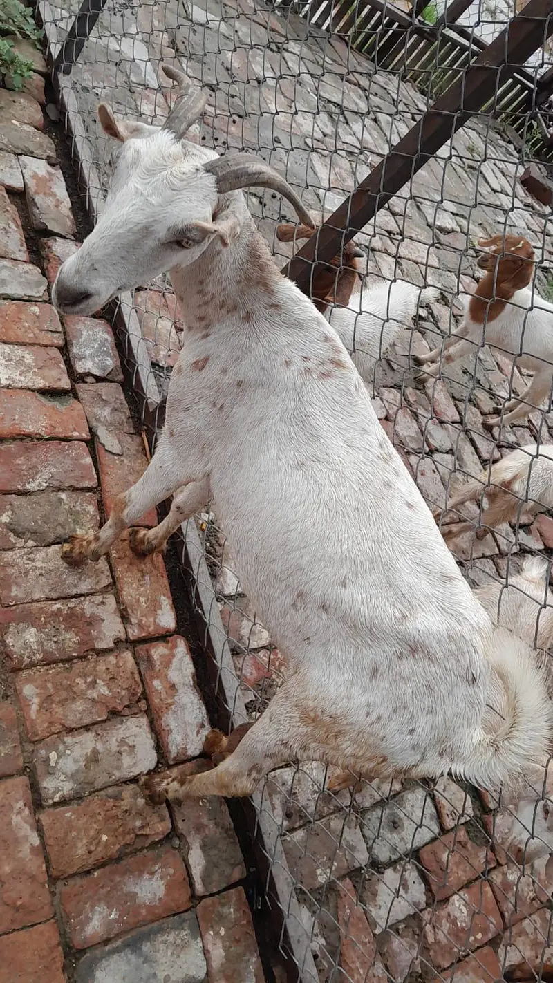 goat / bakri / teddy bakri / Burberry teddy bakri — photo 4