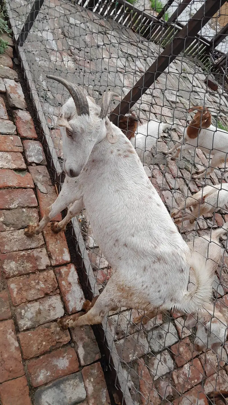 goat / bakri / teddy bakri / Burberry teddy bakri — photo 5