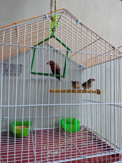 Surkh Finch for sale