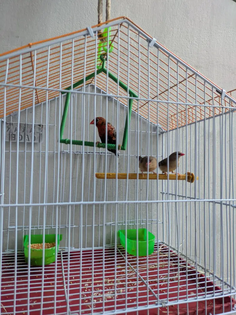 Surkh Finch for sale