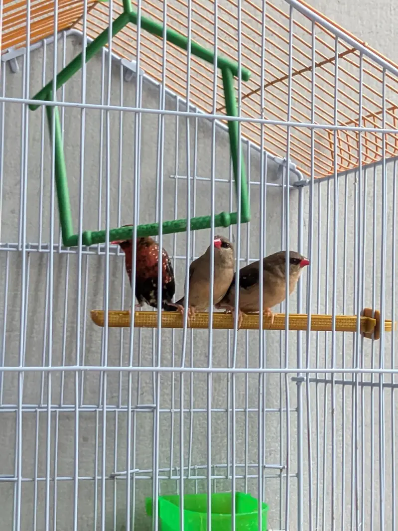 Surkh Finch for sale — photo 2
