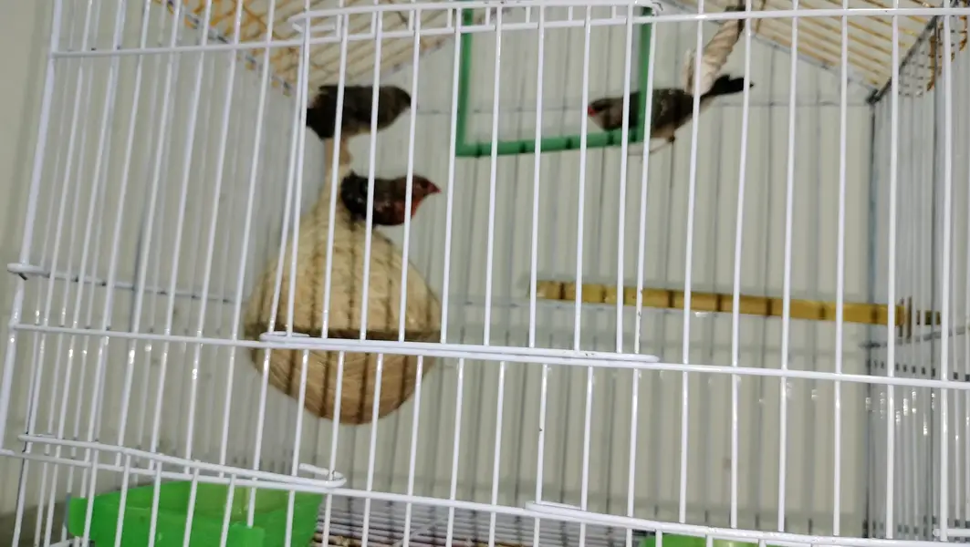 Surkh Finch for sale — photo 3
