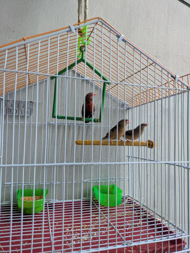 Surkh Finch for sale — photo 4