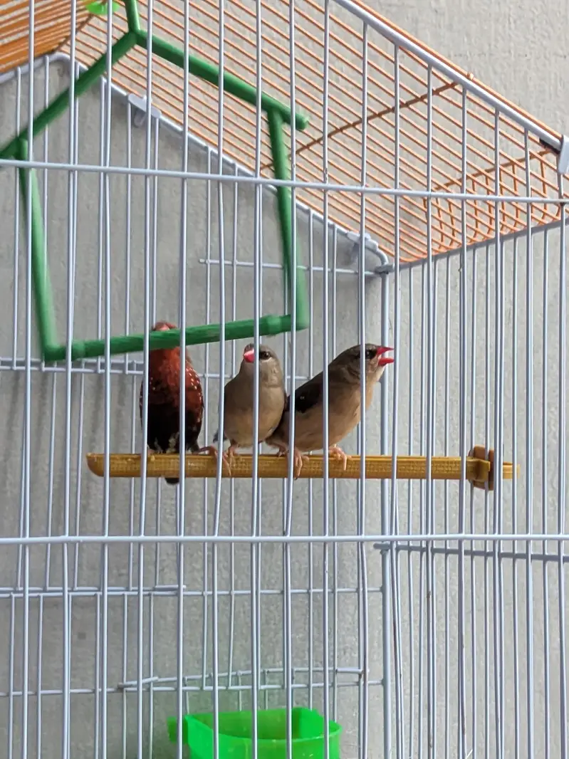 Surkh Finch for sale — photo 5