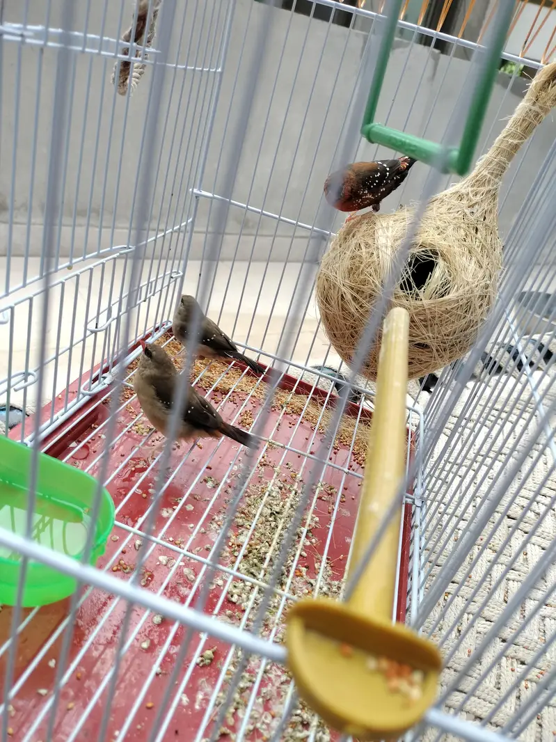 Surkh Finch for sale — photo 6