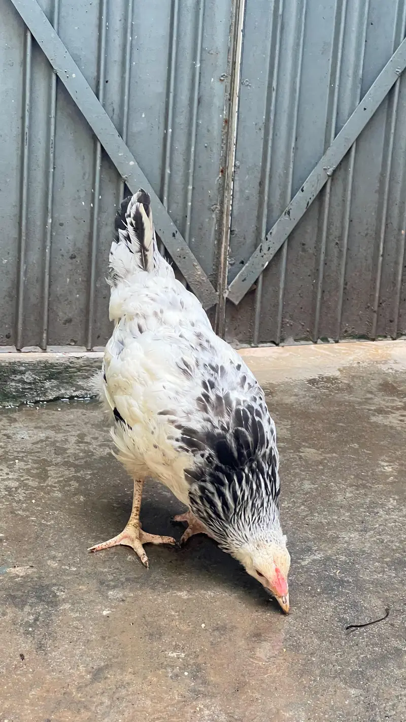 fancy & seel  chicks — photo 3
